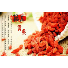 Super Fruit Goji Berry